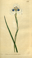 The Botanical Magazine, Plate 168 (Volume 5, 1792).png