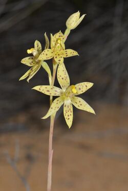 Thelymitra sargentii.jpg