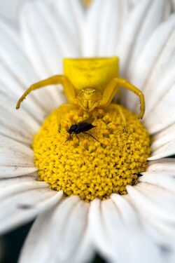 Thomisus onustus hunting in southern France 2013.jpg