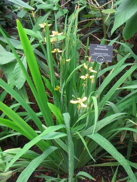 File:Trimezia steyermarkii - Berlin Botanical Garden - IMG 8720.JPG