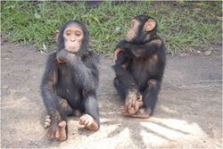 Unnamed - Chimpanzee - Central African Republic.jpg
