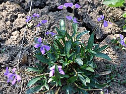 Viola palmata a1.jpg