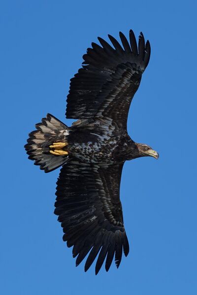 File:White tailed eagle raftsund juvenile.jpg