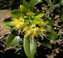 Xanthostemon chrysanthus.jpg