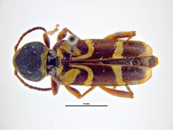 Xylotrechus insignis.jpg