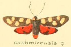 Zygaena cashmirensis f.jpg