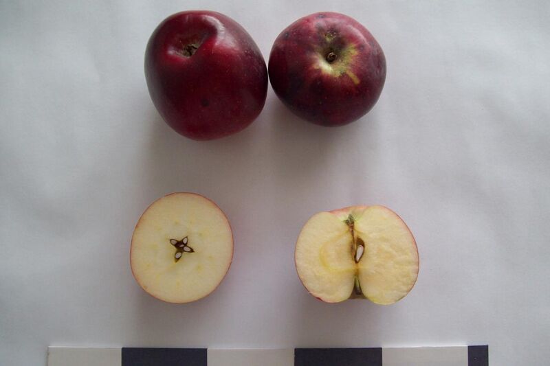File:Яблоня сорта Либерти.jpg