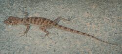 A Thin-Toed Gecko Tenuidactylus bogdanovi Nazarov et Poyarkov closeup.jpg