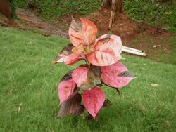 Acalypha wilkesiana1.JPG