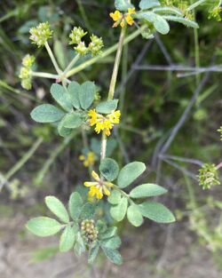 Acmispon micranthus.jpg