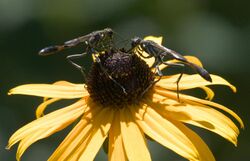 Ammophila procera P1180748a.jpg