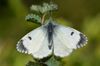 Anthocharis cardamines female (5709794696).jpg