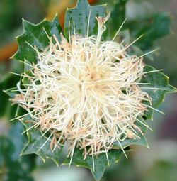 Banksia sessilis inflorescence after anthesis.jpg