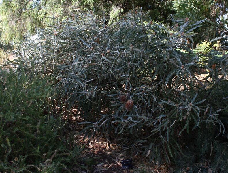 File:Banksia victoriae.jpg