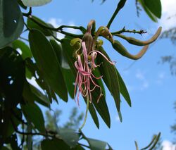 Bauhinia ungulata.jpg