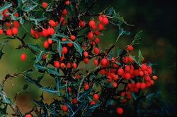 Berberis trifoliolata berries.jpg