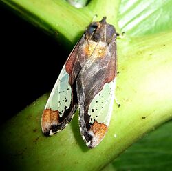 Bertholdia flavidorsata. Arctiidae - Flickr - gailhampshire.jpg