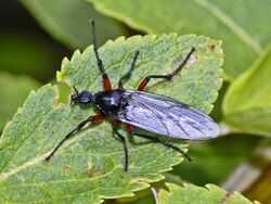 Bibionidae - Bibio pomonae female.JPG