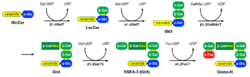 Biosynthesis of Globo H.png