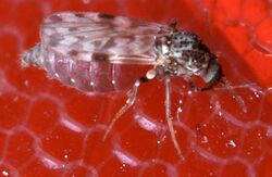 A biting midge feeding on blood through an artificial membrane for insect rearing