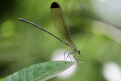 Black Tipped Forest Glory (Vestalis apicalis)female., ചുട്ടിച്ചിറകന്‍ തണല്‍ത്തുമ്പി. (40686293970).jpg