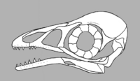 Bohaiornis skull reconstruction.png