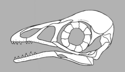 Bohaiornis skull reconstruction.png