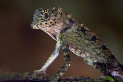 Borneo anglehead lizard (Forest dragon) (Gonocephalus bornensis).jpg