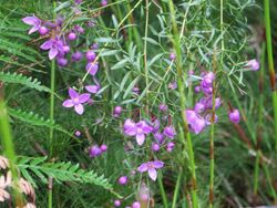 Boronia rivularis.jpg