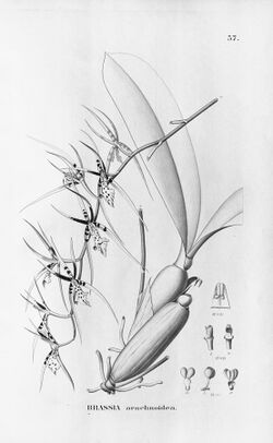 Brassia arachnoidea.jpg