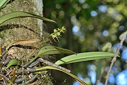 Bulbophyllum insulsum 穗花捲瓣蘭(黑豆蘭) (30392812844).jpg