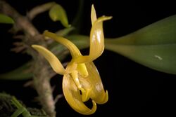 Bulbophyllum macranthoides (Irian Jaya, Indonesia) Kraenzl., Bot. Jahrb. Syst. 34- 254 (1905) (34153964961).jpg