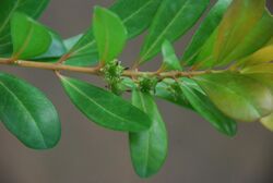 Buxus vahlii.jpg