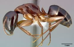 Camponotus clarithorax casent0005341 profile 1.jpg