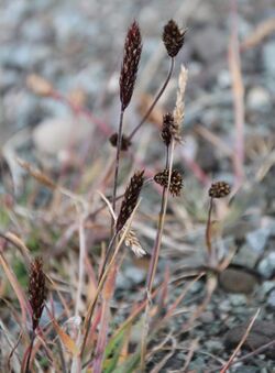 Carex misandra IMG 6951 dubbestarr longyearbyen.JPG