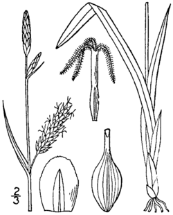 Carex polymorpha drawing 1.png