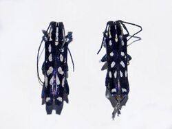 Cerambycidae - Glenea spinifera spinifera var. germanica.JPG