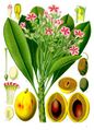 Cerbera tanghin - Köhler–s Medizinal-Pflanzen-176.jpg