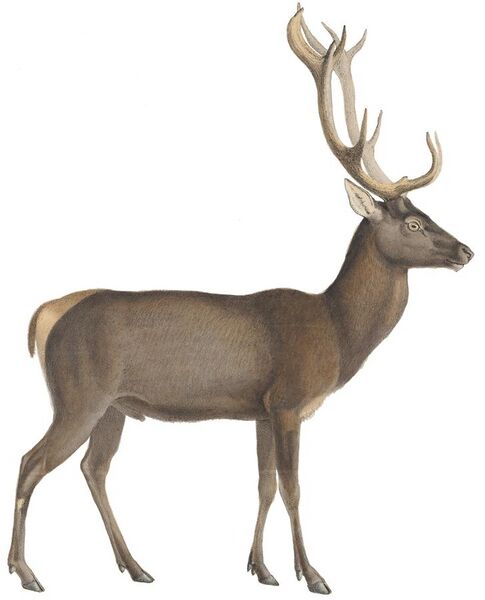 File:Cervus elaphus - 1818-1842 - Print - Iconographia Zoologica - Special Collections University of Amsterdam - (white background).jpg