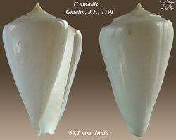 Conus amadis 4.jpg