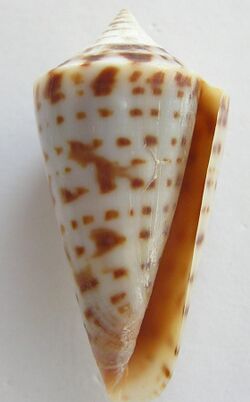 Conus gradatus 002.jpg