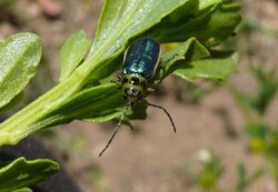 Coyote Bush Beetle.jpg