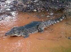 Crocodylus Rhombifer.JPG