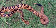 Crotalus totonacus, Totonacan Rattlesnake, Tamaulipas.jpg