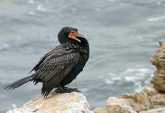 Crowned Cormorant (Microcarbo coronatus).jpg