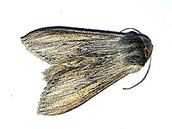 Cucullia pustulata 200987744.jpg