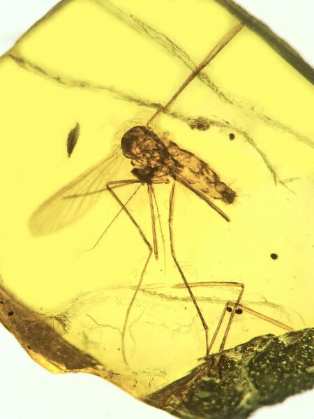 File:Culex malariager in Dominican amber.jpg