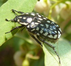 Cyrtothyrea testaceoguttata, a, Faerie Glen NR.jpg