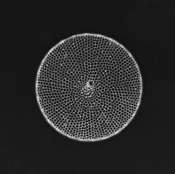 Diatomee - Diatom (fossile) - Thalassiosira sp. - 400x (14281808022).jpg
