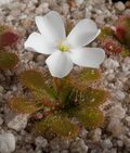 Drosera aberrans Victorian form.jpg